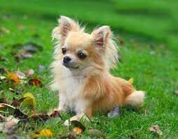 Собака какой породы считается самой маленькой в мире?