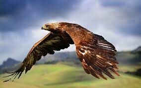 Этот самый крупный орёл в Центральной Азии традиционно используется в качестве ловчей птицы на лис, зайцев, сайгаков и джейранов.