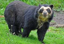  Это животное — единственный представитель короткомордых медведей, доживших до наших дней.