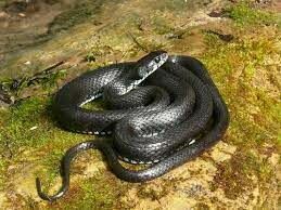 Эта змея неопасна для человека, их часто можно встретить в воде. Питаются они лягушками, грызунами и рыбой.