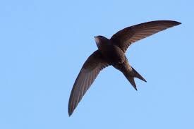 Это одна из самых быстрых птиц нашего времени. В горизонтальном полёте она может развивать скорость до 111 км/ч.
