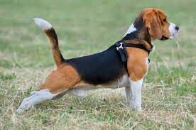 Как переводится слово «beagle»?