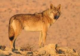   Сколько кг весит аравийский волк?