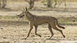 Группами из скольких животных охотятся аравийские волки?