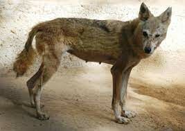 Чем отличаются аравийские волки?