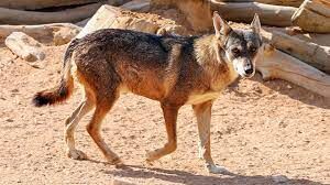 Чем отличаются лапы аравийского волка?