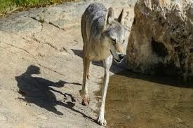 Какого цвета глаза у аравийского волка?