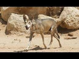 Какие животные составляют основу питания аравийского волка?