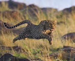   За сколько секунд гепард может развивать скорость до 112 км/ч?