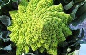 Еще один культурный сорт капусты обладающий интересной особенностью соцветий: их форма похожа на естественный фрактал.