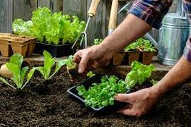 Тест для огородников: назовите зеленый овощ по фотографии