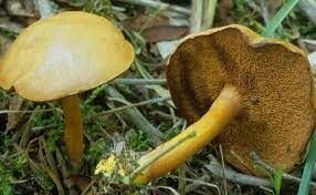  Этот гриб можно встретить в лесах любого типа. Известны случаи его произрастания даже на муравейниках.