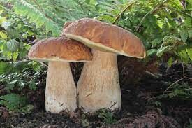   Этот съедобный гриб предпочитает леса с лишайниковым и моховым покровом с деревьями старше 50 лет.