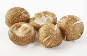 У молодых грибов этого вида пластинки защищены покрывалом, по мере роста она разрывается, образуя бахрому на ножке