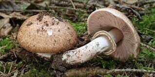 Название этого гриба с французского на русский переводится как «гриб».