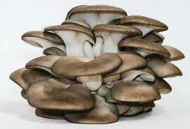  Этот гриб-сапрофит, растет на пнях, валежнике, сухостойных или ослабленных живых деревьях, постепенно разрушая их древесину.