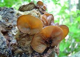  С китайского название этого гриба хэй му эр переводится как «чёрное древесное ухо».