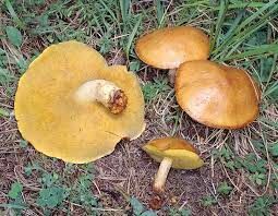 Этот гриб предпочитает селиться в светлых местах. На увлажнённых грунтах, торфяниках или болотах они не растут.