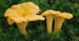 Ядовитый двойник, похожий на этот съедобный гриб называется Омфалотом.