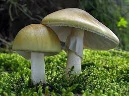  Этот гриб очень ядовит, даже четверть этого гриба (около 30 грамм), съеденная человеком, приводит к тяжелому отравлению...