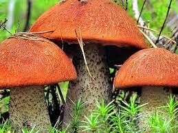 Цвет шляпки этого гриба зависит от места произрастания, мякоть же на срезе меняет цвет с белого через синий до черного.
