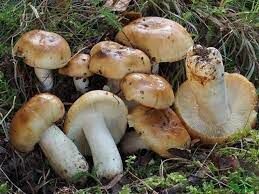 За рубежом этот гриб считается несъедобным, в России его же относят к условно съедобным.