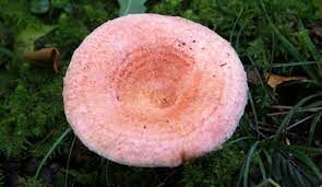 Этот гриб устойчив к поражению личинками насекомых. Обычно ими поражаются только старые, водянистые грибы.