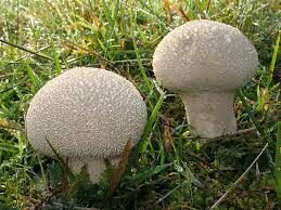Этот созревший гриб в народе называется по-разному: пылевик, порховка, чёртова тавлинка, пырховка, дедушкин табак...