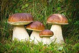 Тест для любителей природы: назовите гриб по фотографии