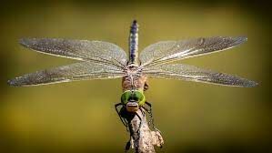  Стрекозы — великолепные летуны. У них две пары крыльев. А складывать их как бабочки они могут?