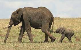 Существует широко распространенное мнение, что у слонов четыре колена, но это не так.  А как вы думаете - прыгать они умеют?