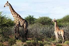   Жираф имеет длинный, темный язык, с помощью которого он захватывает ветки. Как далеко может высунуть язык жираф?