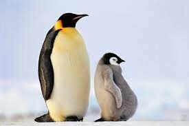  Императорские пингвины — отличные ныряльщики, способные  погружаться на 564 м. А от чего зависит эта глубина?