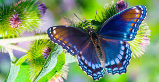Какая бабочка названа в честь своей травы кормилицы?