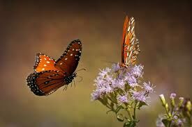  Что такое «имаго» относительно бабочки?