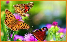  Как называется красивая дневная бабочка с пятнами на крыльях, похожими на глаза?