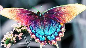  Бабочка семейства парусников, имеющая жёлтый окрас крыльев с черными и синими узорами.
