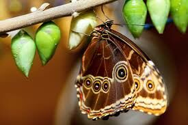   К какому отряду насекомых относятся бабочки?
