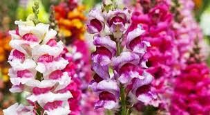 Этот цветок выращивается как садовое растение. Под названием Antirrhinum majus он был описан Карлом Линнеем ещё в 1753 году.
