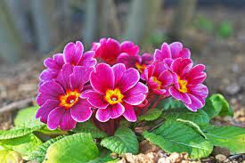 В начале XX века был популярен роман Орци «Алый Первоцвет». В нем британский шпион носил прозвище — название этого цветка.