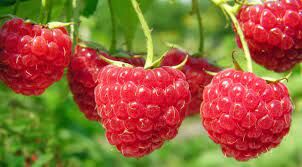   С точки зрения ботаники это не ягода, а многокостянка. Но, в народе её всё-таки называют ягодой. Это — ...