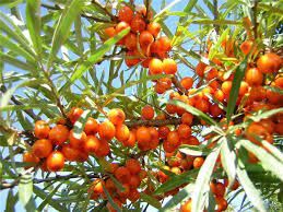  Это растение широко распространено в сибирской тайге. Плоды съедобны. Из них варят компоты и варенье, добывают масло.