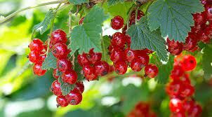 Эти ягоды встречаются в дикорастущем виде по всей территории Европы. Из них готовят множество вкусных блюд.