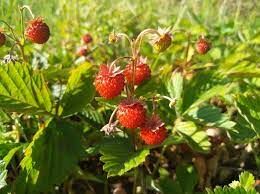 Это растение получило свое русское название за близость своих ягод к земле.