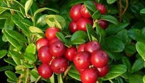  Плоды этого растения богаты витамином С. Они издревле использовались в народной медицине как противоцинготное средство.