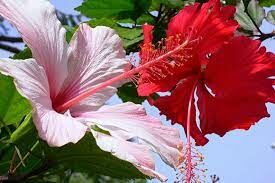  В странах Востока это растение с большими яркими цветами считают талисманом-хранителем дома.