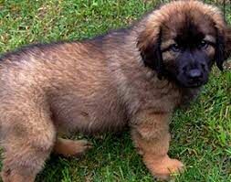 Эта порода собак названа в честь германского города, в котором она была выведена. Как она называется?
