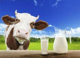 Что такое «парное молоко»?