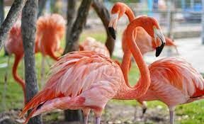   Фламинго какого цвета более агрессивные?
