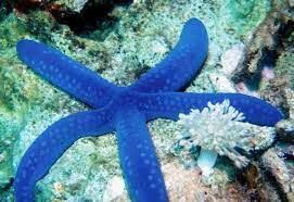 Единственная из известных ядовитая морская звезда — это...